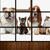 Dog Puzzle,Dog Puzzle is one of the Jigsaw Games that you can play on UGameZone.com for free. 
Solve the dog jigsaw puzzle, connect some dots to get a dog image and have fun playing. Enjoy and have fun!